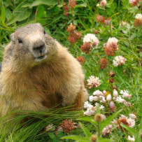 Escaping Conflict “Groundhog Day”